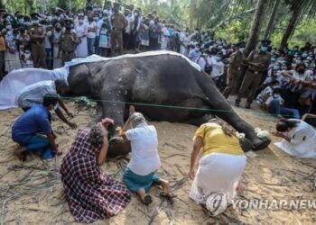스리랑카 '신성한 코끼리' 68세로 숨지자 온 국민 애도 물결