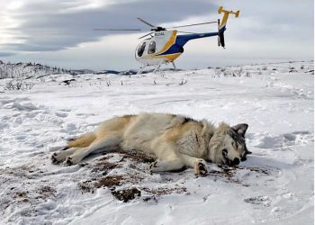 멸종위기 늑대 3마리 죽은 채 발견...제보자에 보상금 5만불