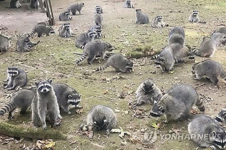 100마리 라쿤떼에 포위당해 911 신고한 여성